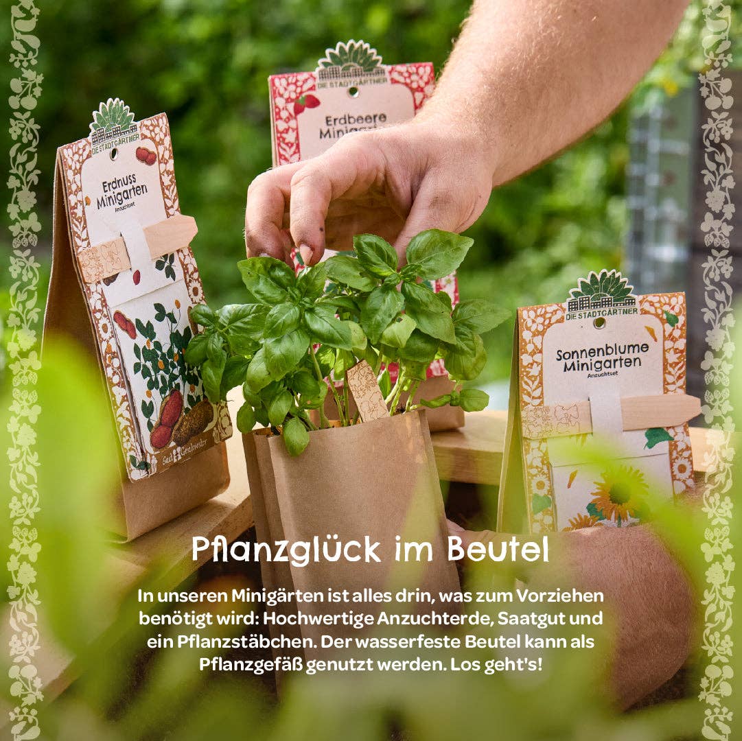 Minigarten - Basilkum - BIO